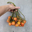Del Tonet Longkeeper Tomato