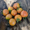 Del Tonet Longkeeper Tomato