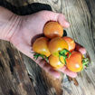 Del Tonet Longkeeper Tomato