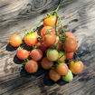 Del Tonet Longkeeper Tomato