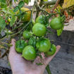 Del Tonet Longkeeper Tomato