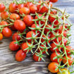 Donatellina Longkeeper Tomato