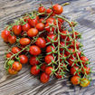 Donatellina Longkeeper Tomato