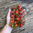 Donatellina Longkeeper Tomato