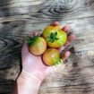 Banyalbufar Longkeeper Tomato