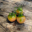 Banyalbufar Longkeeper Tomato