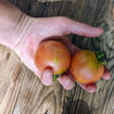 Banyalbufar Longkeeper Tomato