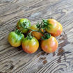 Banyalbufar Longkeeper Tomato