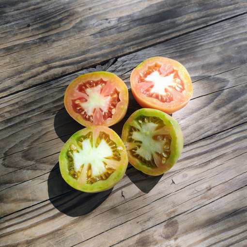 C’al Papa Longkeeper Tomato