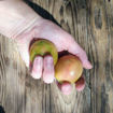C’al Papa Longkeeper Tomato