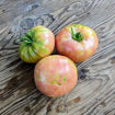Canyisset Longkeeper Tomato
