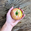 Canyisset Longkeeper Tomato
