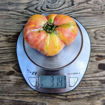 Canyisset Longkeeper Tomato