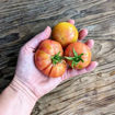 Ferro Longkeeper Tomato