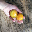 Ferro Longkeeper Tomato
