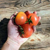 Mateta Longkeeper Tomato