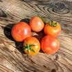 Mateta Longkeeper Tomato