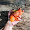 Mateta Longkeeper Tomato