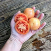Punta Longkeeper Tomato