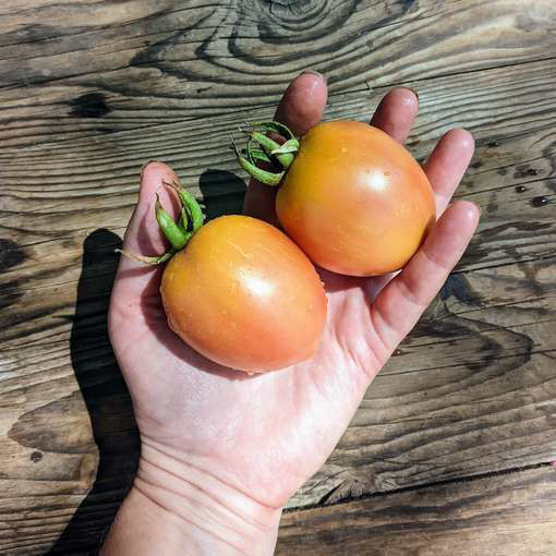 Solereta Longkeeper Tomato