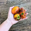 Ch-Check it Out Beefsteak Tomato