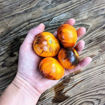 Ch-Check it Out Beefsteak Tomato