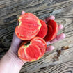 Gratitude Beefsteak Tomato