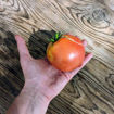 Gratitude Beefsteak Tomato
