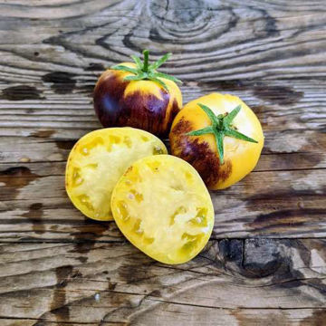 Halo Tomato Halo Tomato