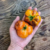 In Between Days Beefsteak Tomato