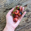 Just Can’t Get Enough Cherry Tomato