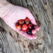 Just Can’t Get Enough Cherry Tomato