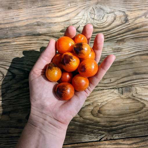 Master Cherry Tomato-Meraki Seeds