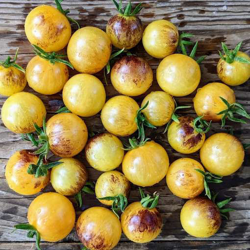 Never Let Me Down Cherry Tomato