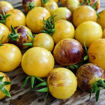 Never Let Me Down Cherry Tomato