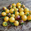 Never Let Me Down Cherry Tomato