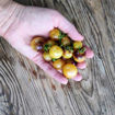 Never Let Me Down Cherry Tomato