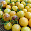 Never Let Me Down Cherry Tomato