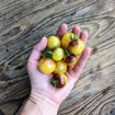 Never Let Me Down Cherry Tomato