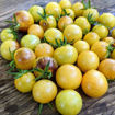 Never Let Me Down Cherry Tomato