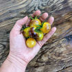 Never Let Me Down Cherry Tomato