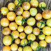 Never Let Me Down Cherry Tomato