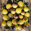 New Moon on Monday Cherry Tomato
