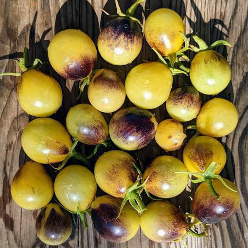 New Moon on Monday Cherry Tomato