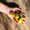 New Moon on Monday Cherry Tomato