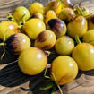 New Moon on Monday Cherry Tomato