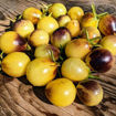 New Moon on Monday Cherry Tomato