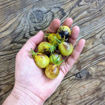 New Moon on Monday Cherry Tomato