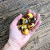 New Moon on Monday Cherry Tomato