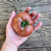 Notorious Beefsteak Tomato